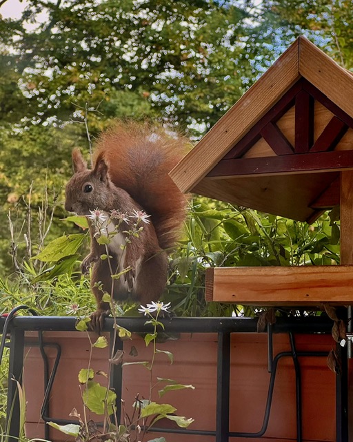 Nordbalkonbewohner: Mampfred, das Eichhörnchen